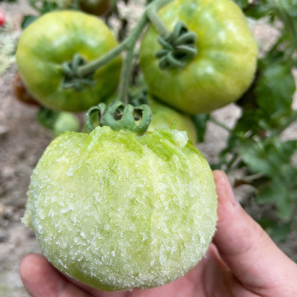 Super Sweet Sandy Green Tomato, 100 Seeds