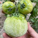 Super Sweet Sandy Green Tomato, 100 Seeds