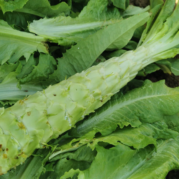 Double-tip Stem Lettuce Seeds, 10g