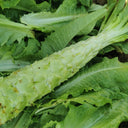 Double-tip Stem Lettuce Seeds, 10g