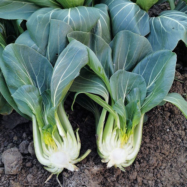'Suzhou Green' Black-leaf Dwarf Bok Choy Seeds, 5g