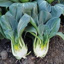 'Suzhou Green' Black-leaf Dwarf Bok Choy Seeds, 5g