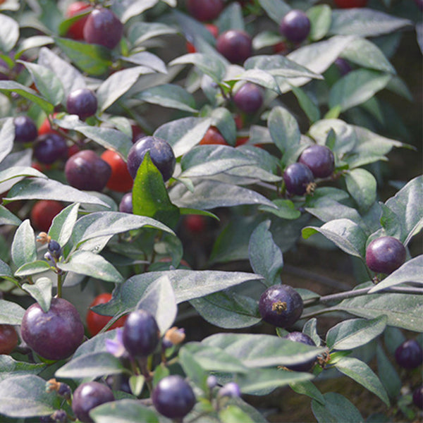 Pearl Multicolor Pepper Seeds, 100 Seeds
