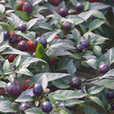 Pearl Multicolor Pepper Seeds, 100 Seeds