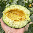 Sweet Mealy Black Skin Melon, 100 Seeds