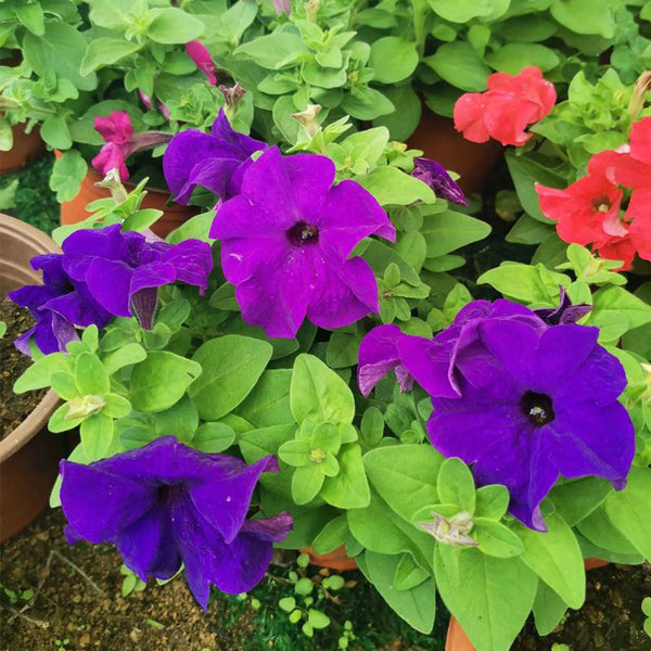 Hezhichun Mixed Color Petunia Seeds, 1g