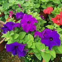 Hezhichun Mixed Color Petunia Seeds, 1g