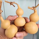 Extra Small Bottle Gourd, 30 Seeds