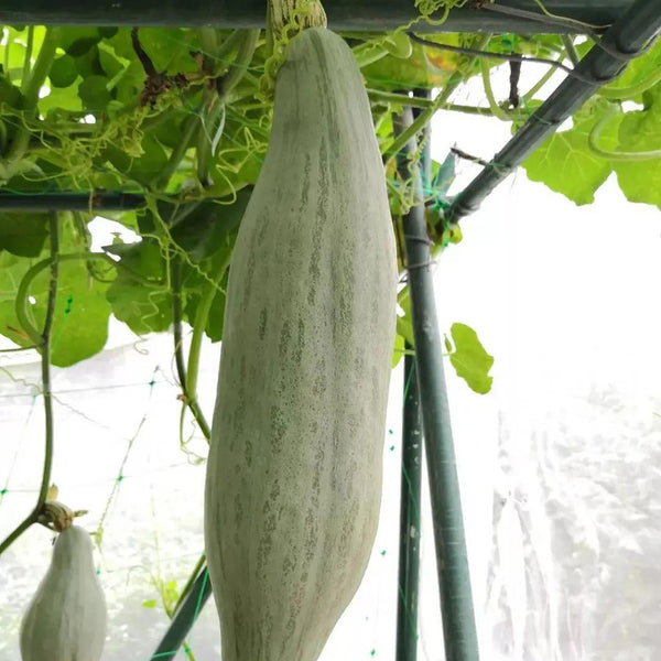 Golden Chestnut Noble Pumpkin, 10 Seeds