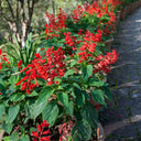 Hezhichun Scarlet Sage, 50 Seeds