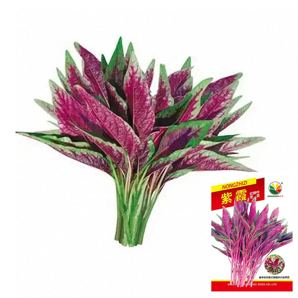 Zixia Red Willow-Leaf Amaranth Seeds, 10g