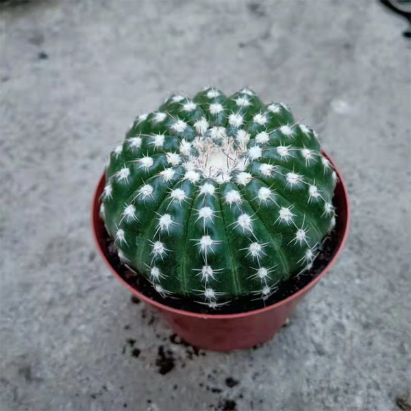 Parodia crassigibba, 3-4cm
