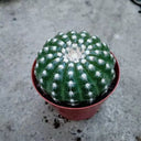 Parodia crassigibba, 3-4cm