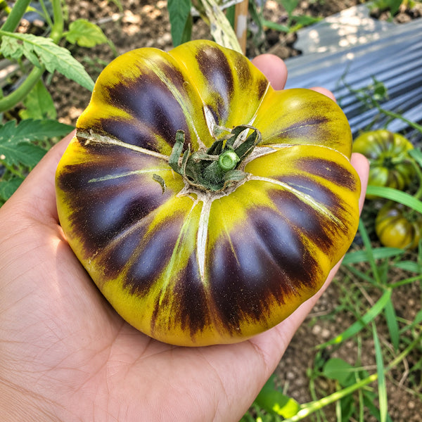 323 Great Blue Tomato, 5 Seeds