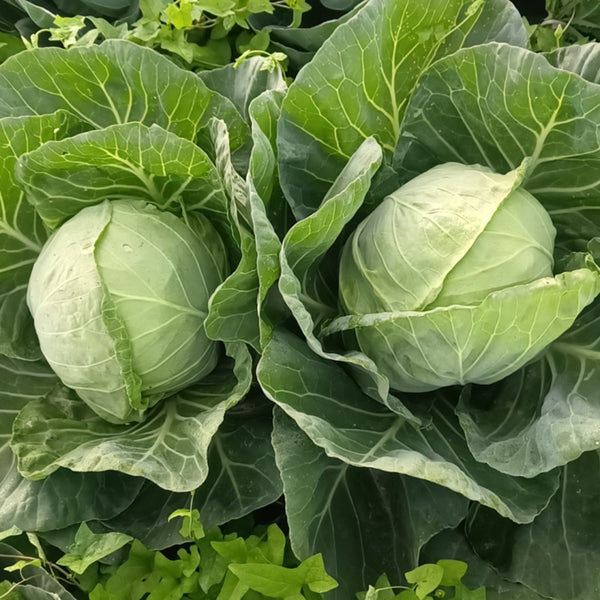 Apple Cabbage Seeds, 2g