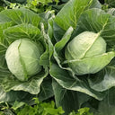 Apple Cabbage Seeds, 2g