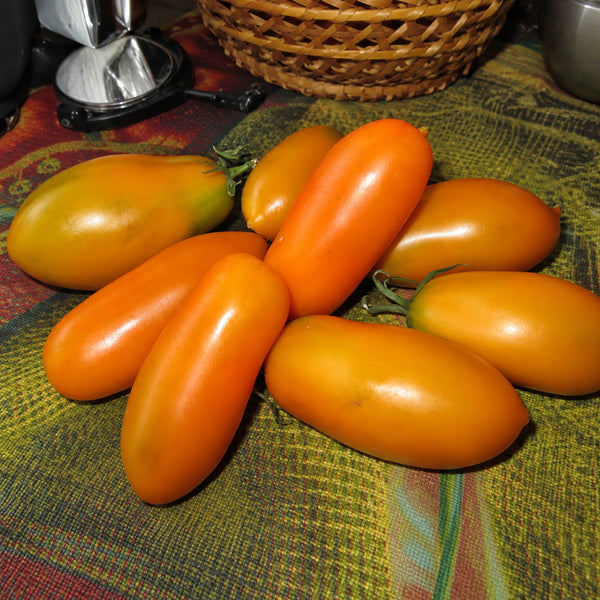 229 Zolotaya Rybka Tomato, 5 Seeds