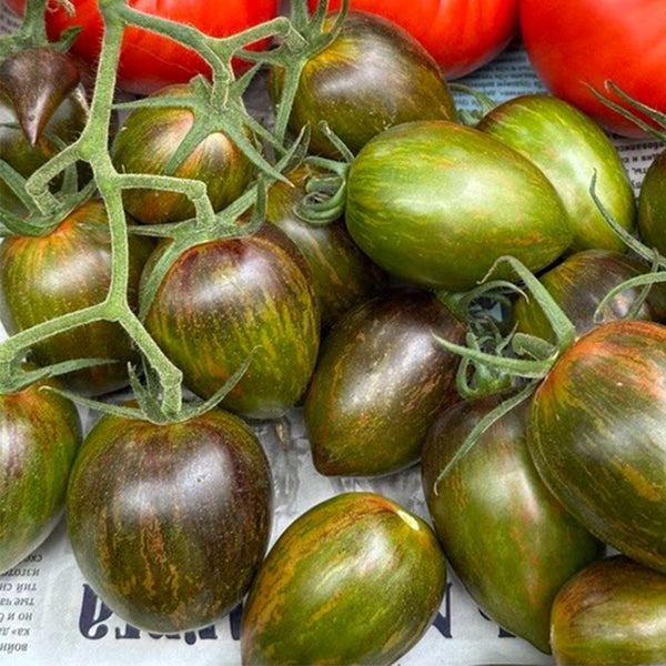 Giovanni Tomato, 5 Seeds