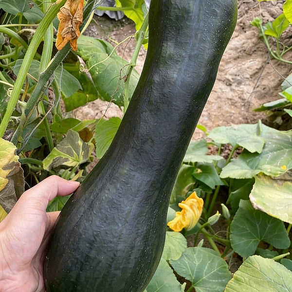 Extra-Early Mobo Squash, 15 Seeds