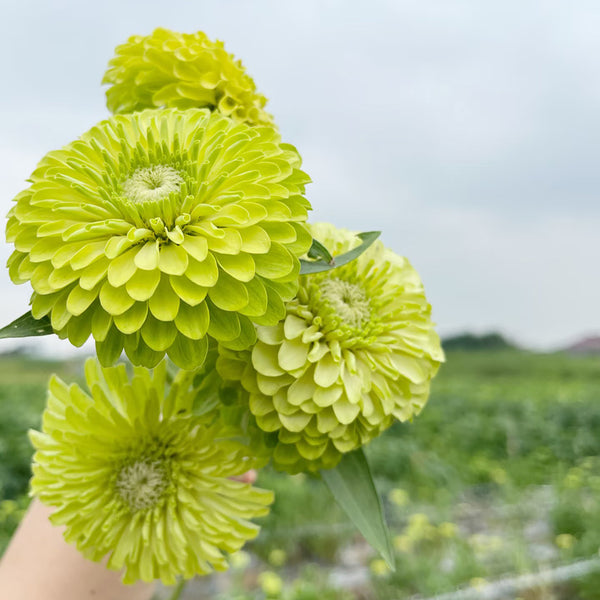 Green Envy Zinnia Seeds, 100 Seeds