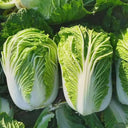 'Shuyue 601' Chinese Cabbage Seeds, 10g
