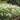 U2223 Long Feathery Fountain Grass, 20 Seeds