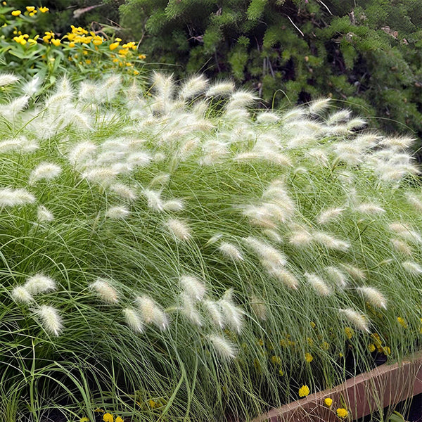U2223 Long Feathery Fountain Grass, 20 Seeds