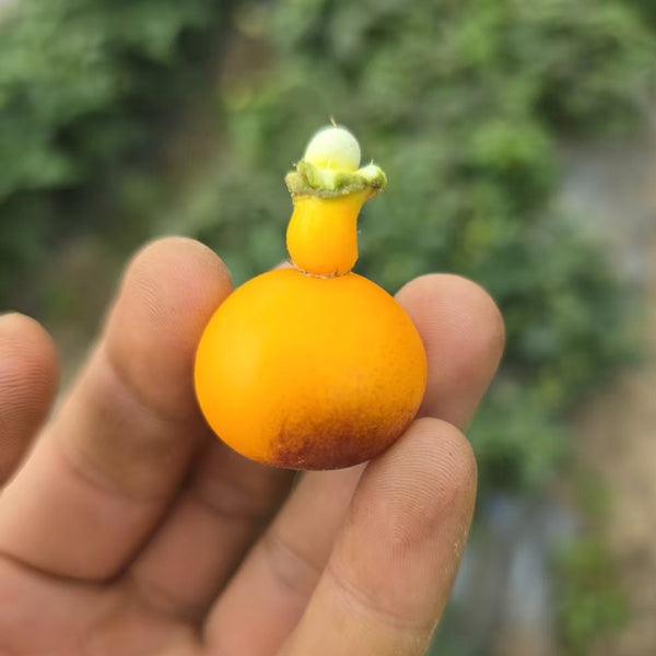 1022 Mini Yellow Inkspot Tomato, 5 Seeds
