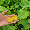 Golden Ground Cherry Seeds, 2g