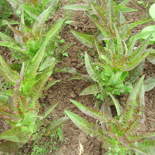 'Jiemei' Pointed-Leaf Red Celtuce Seeds, 10g