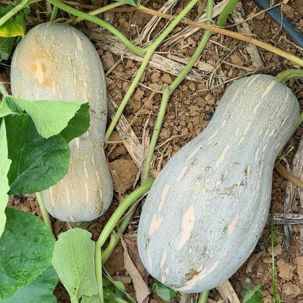 'Jiemei' Miben Pumpkin, 10 Seeds