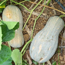 'Jiemei' Miben Pumpkin, 10 Seeds