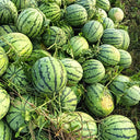 Rock Sugar Kirin No.2 Watermelon Seeds, pack of 50