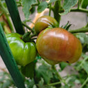 Cherokee Purple Tomato, 10 Seeds