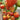 1064 Minusinsk Lord Tomato, 5 Seeds