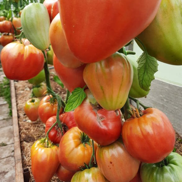 1064 Minusinsk Lord Tomato, 5 Seeds
