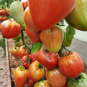 1064 Minusinsk Lord Tomato, 5 Seeds
