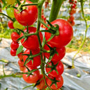 'Zhongying 2478' Cherry Tomato, 100 Seeds