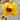 Guifei Sandalwood Wintersweet, 20 Seeds