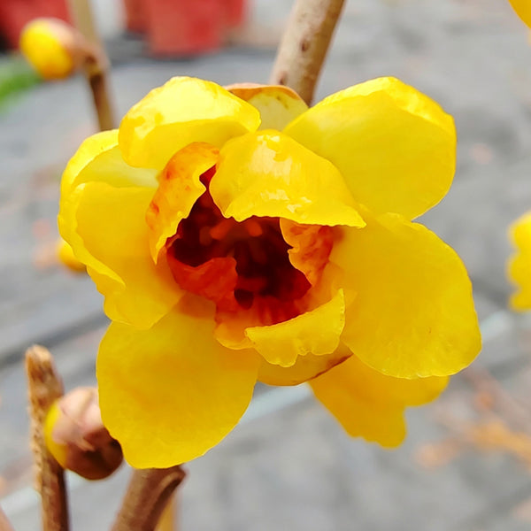 Guifei Sandalwood Wintersweet, 20 Seeds