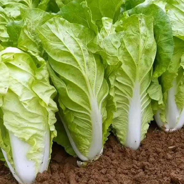 Fast Growing Pak Choi Seeds, 10g