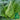 Huachun Oxheart Cabbage Seeds, 10g