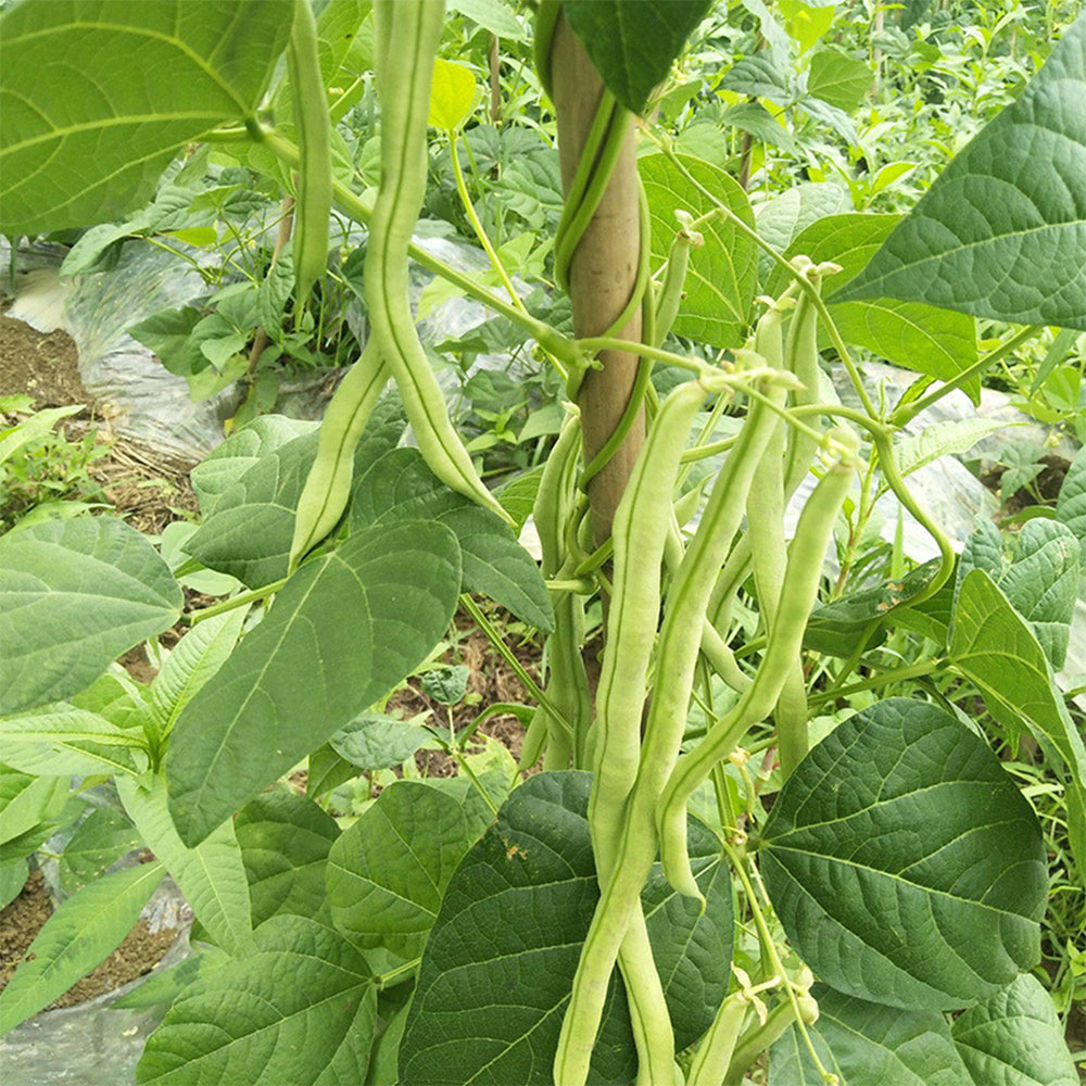 Supplier Snap Bean Seeds, 10g Per Bag