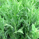 Ixeris Chinensis Seeds, 200 Seeds