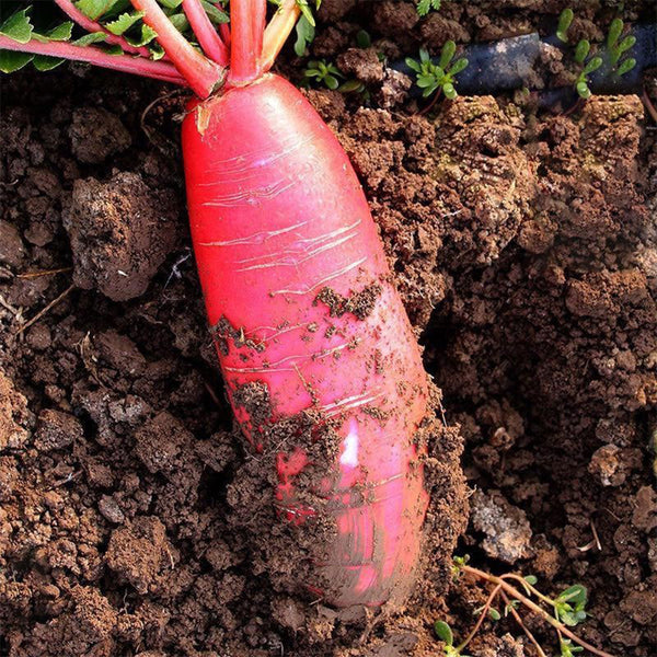 'Jinghong 30' Radish Seeds, 20g