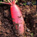'Jinghong 30' Radish Seeds, 20g