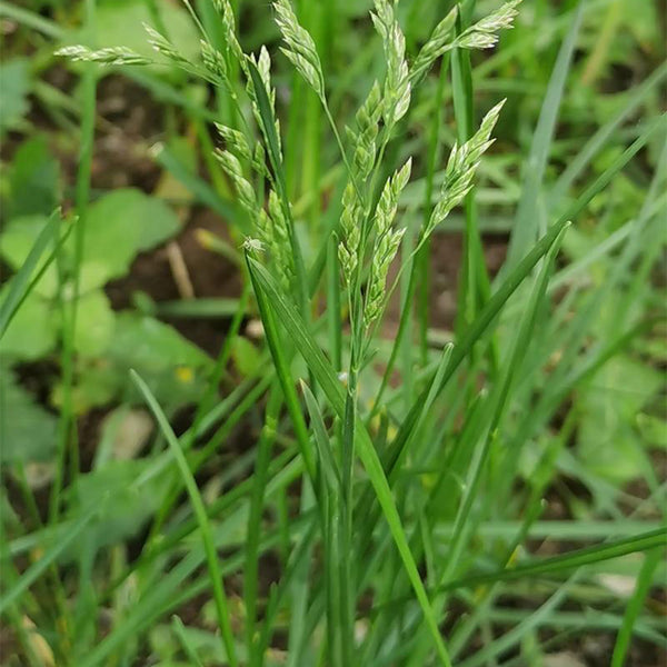 Poa pratensis 'Ginney II BT' Seeds, 200g