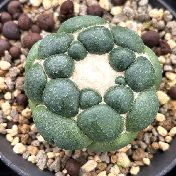 Coryphantha elephantidens cv. Inermis Live Cactus