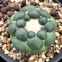 Coryphantha elephantidens cv. Inermis Live Cactus