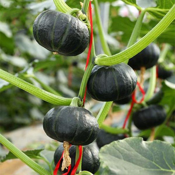 Green Beibei Pumpkin Seeds, 20 Seeds